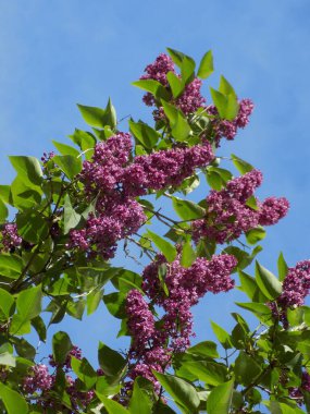 Sıradan yaban domuzu (Şırınga bayağılığı))            