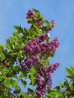 Sıradan yaban domuzu (Şırınga bayağılığı))          