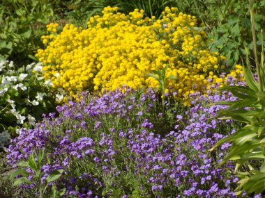 Moss (Bryophyta) daha yüksek avasküler bir spor bitkisidir.          
