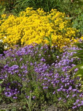 Moss (Bryophyta) daha yüksek avasküler bir spor bitkisidir.          