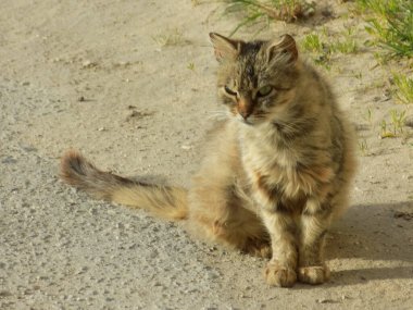 Kedi kedisi (Latince Felis Silvestris catus), kedigiller (Felis) familyasından bir kedi türü.)