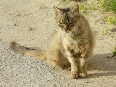 Kedi kedisi (Latince Felis Silvestris catus), kedigiller (Felis) familyasından bir kedi türü.)
