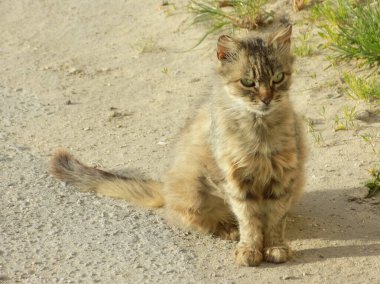 Kedi kedisi (Latince Felis Silvestris catus), kedigiller (Felis) familyasından bir kedi türü.)