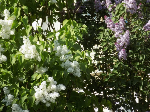 Обыкновенный Кабан Syringa Vulgaris — стоковое фото