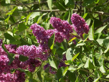 Sıradan yaban domuzu (Şırınga bayağılığı))