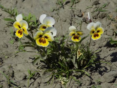 Violet üç renkli, vahşi nonoşlar          