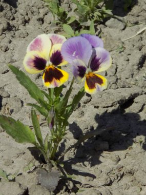 Violet üç renkli, vahşi nonoşlar          