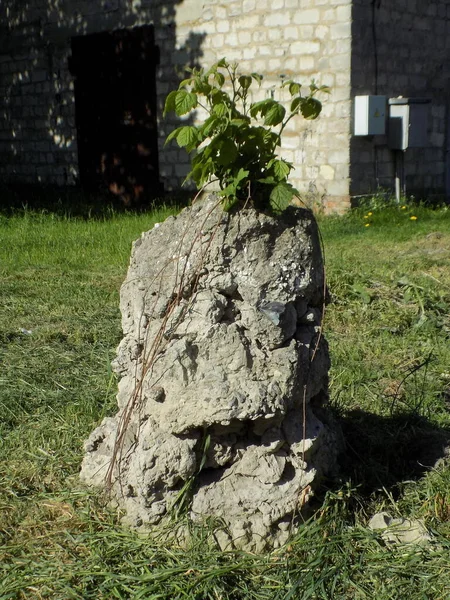 石の上のラズベリーブッシュ — ストック写真