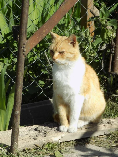 Γάτα Της Γάτας Γάτα Της Γάτας Latin Felis Silvestris Catus — Φωτογραφία Αρχείου