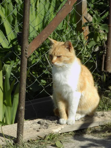 Cat Cat Cat Cat Latin Felis Silvestris Catus Well His — Stock Photo, Image