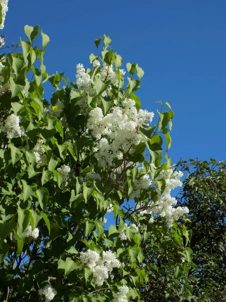 Обыкновенный Кабан Syringa Vulgaris — стоковое фото