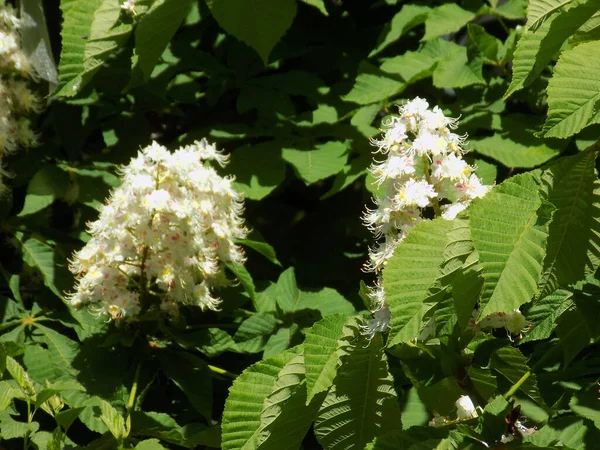 Chestnut Castanea Tourn Genus Plants Beech Family — Stockfoto