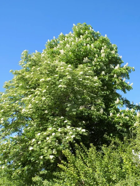 Castaña Castanea Tourn Sorbus Aucuparia — Foto de Stock