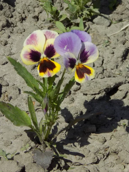 Violet üç renkli, vahşi nonoşlar          