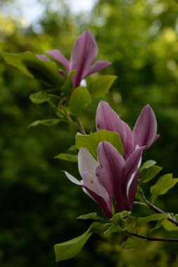  Magnolia, manolya familyasından büyük bir bitki cinsidir.