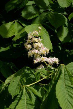 Chestnut (Castanea Tourn) kayın ailesinin bir bitki cinsidir.