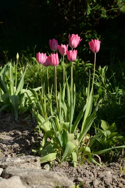 Gartentulpe Tulipa Gesneriana — Stockfoto