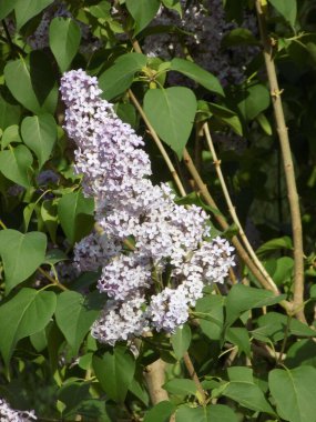 Sıradan yaban domuzu (Şırınga bayağılığı))        