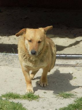 Köpek ya da evcil köpek (Canis lupus familiaris))         