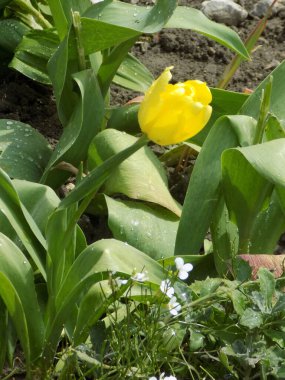 Bahçe lalesi (Tulipa gesneriana)           