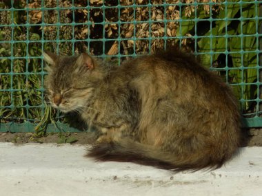 Kedi kedisi (Latince Felis Silvestris catus), kedigiller (Felis) familyasından bir kedi türü.)