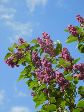 Sıradan yaban domuzu (Şırınga bayağılığı))