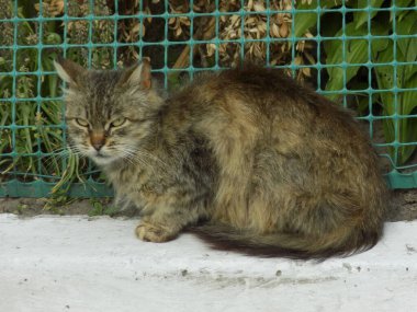 Kedi kedisi (Latince Felis Silvestris catus), kedigiller (Felis) familyasından bir kedi türü.)