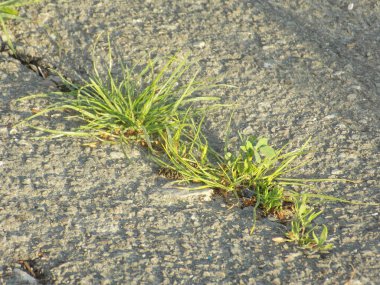 Çimen kokusu yaygındır. 