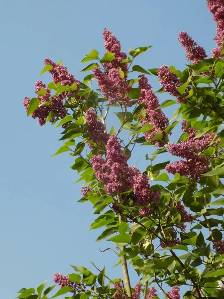 Обыкновенный Кабан Syringa Vulgaris — стоковое фото