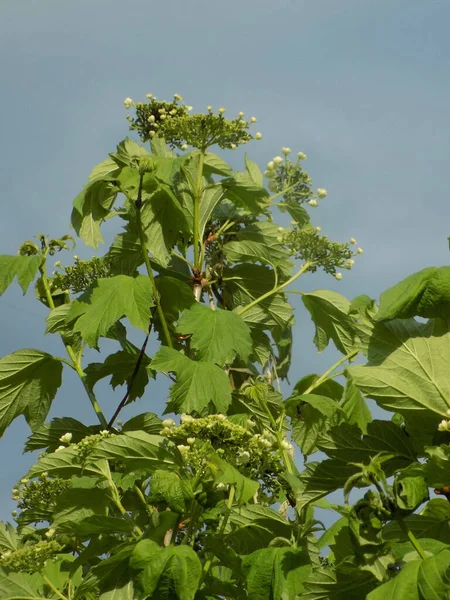 Viburnum Commun Viburnum Rouge Viburnum Opulus — Photo