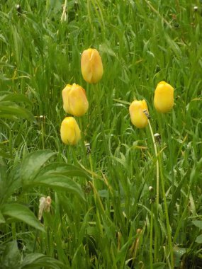  Bahçe lalesi (Tulipa gesneriana)         