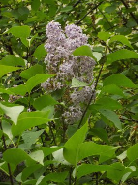 Sıradan yaban domuzu (Şırınga bayağılığı))          