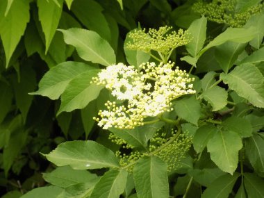 Mürver (Sambucus nigra), boznyak, buz, sambuk, ağaçsız