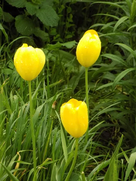 Tulipano Giardino Tulipa Gesneriana — Foto Stock