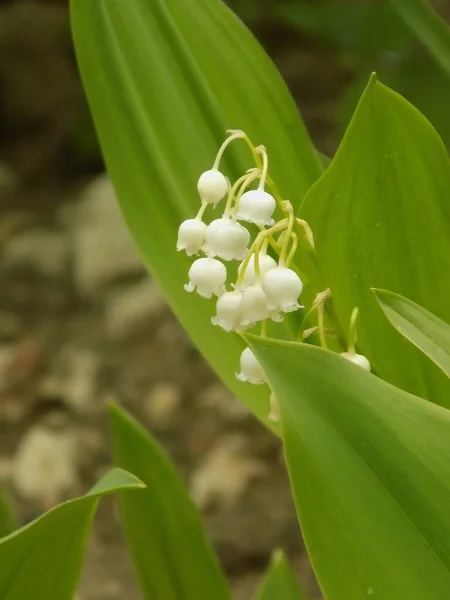 Lily Valley Common Lily Valley — Photo