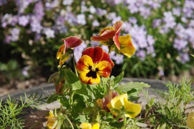 Violet üç renkli, vahşi nonoşlar 