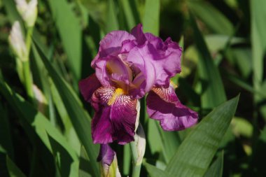 Horozlar veya irisler (Latin Iris)