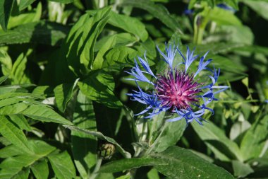 Çiçek mavi ya da mavi mavi