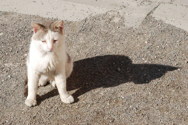 Kattens Katt Eller Kattens Katt Latin Felis Silvestris Catus Liksom — Stockfoto