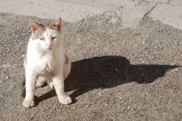 Cat Cat Cat Cat Latin Felis Silvestris Catus Well His — Stock Photo, Image