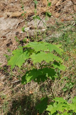 Yaygın veya keskin yapraklı akçaağaç (Acer platanoides L.)