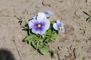 Violet üç renkli, vahşi nonoşlar   