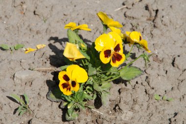 Violet üç renkli, vahşi nonoşlar          