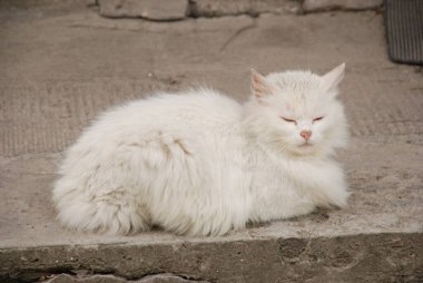 Kedi kedisi (Latince Felis Silvestris catus), kedigiller (Felis) familyasından bir kedi türü.)