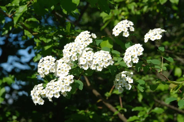 Spiraea Lat Spiraea Género Arbustos Ornamentales Familia Rosaceae — Foto de Stock