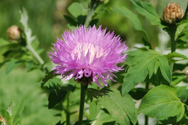 Alpine Aster Aster Alpinus — Stock Photo, Image