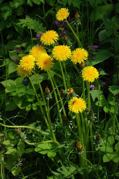 Dandelion Tarxacum Genus Perennial Herbaceous Plants Aster Family Latin Asteraceae — Stock Photo, Image