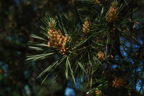 Waldkiefer Pinus Sylvestris — Stockfoto