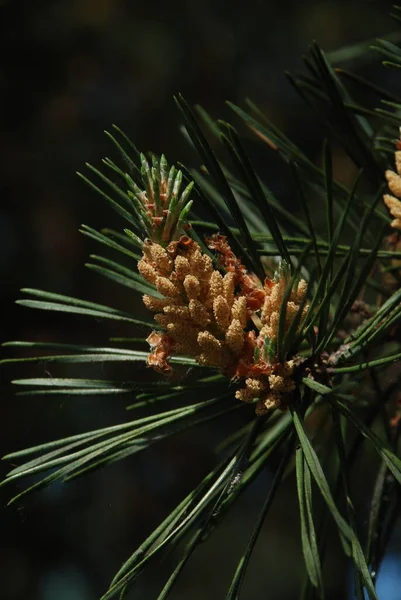 스코틀랜드 소나무 Pinus Sylvestris — 스톡 사진