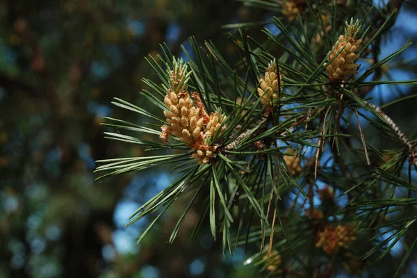 스코틀랜드 소나무 Pinus Sylvestris — 스톡 사진